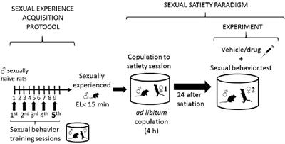 Endocannabinoids Interact With the Dopaminergic System to Increase Sexual Motivation: Lessons From the Sexual Satiety Phenomenon